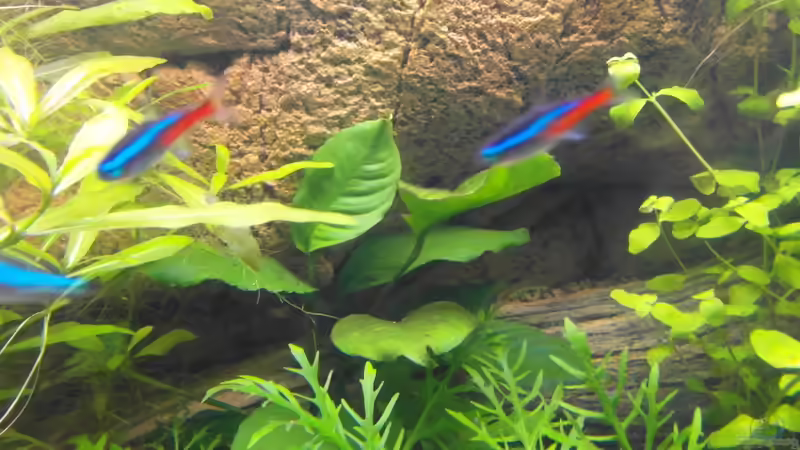 21.10.2013 von Intershrimpview (45)