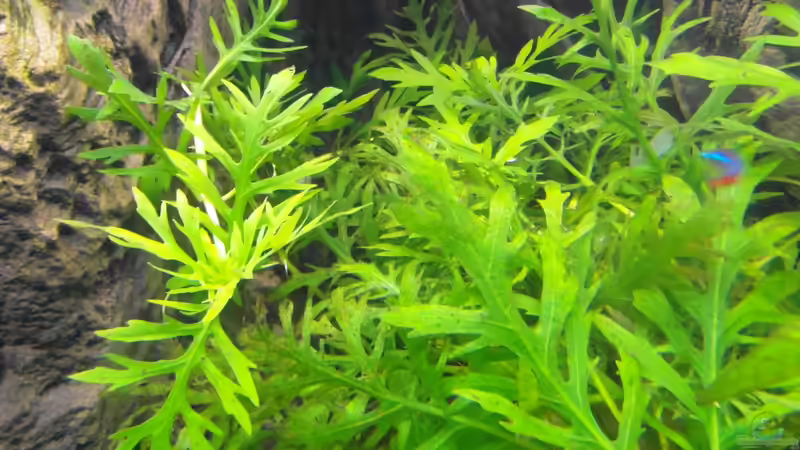 21.10.2013 von Intershrimpview (46)