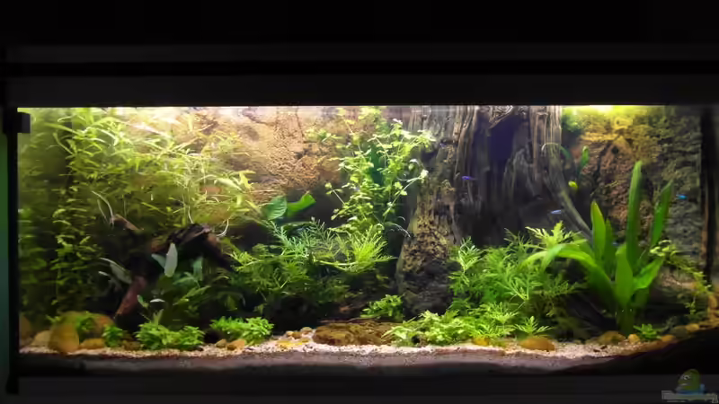 21.10.2013 von Intershrimpview (48)