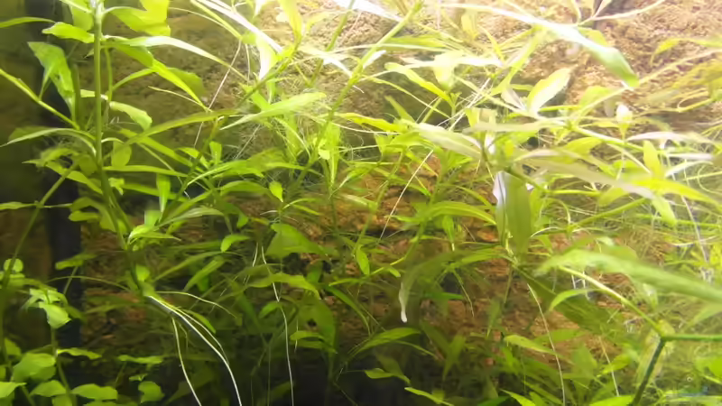 21.10.2013 von Intershrimpview (70)