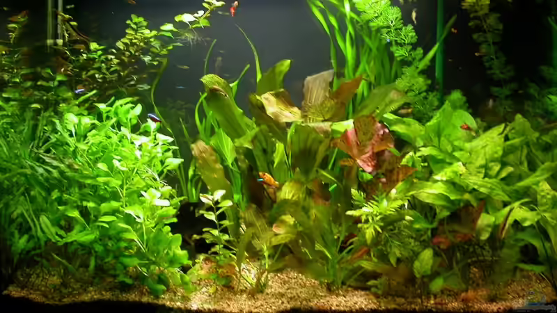 21.11.2007 von Susanne Schmohl (2)