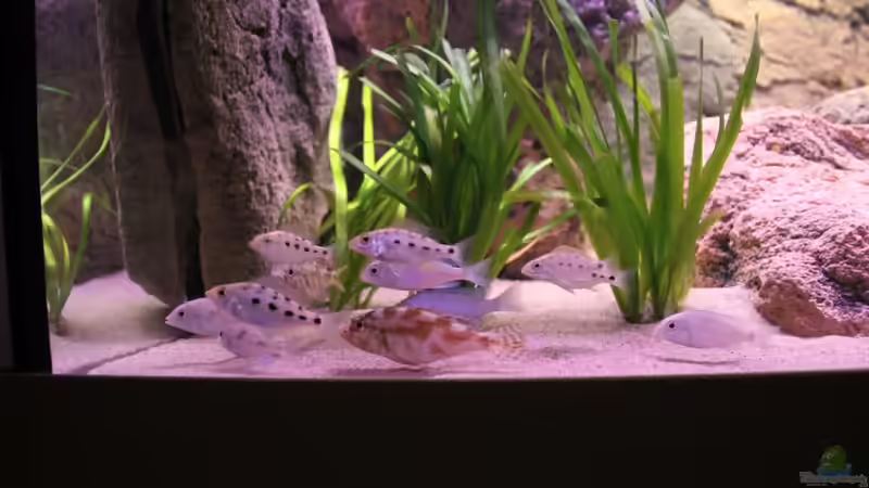 21-11-2011 von HirMat (17)