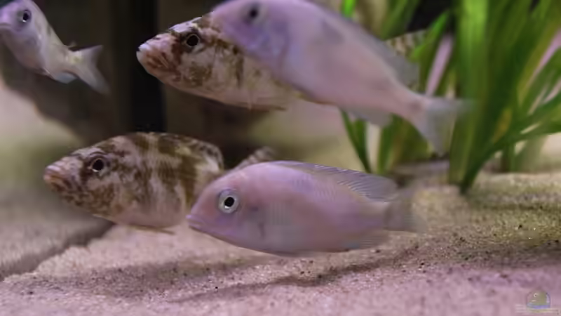 21-11-2011 von HirMat (20)