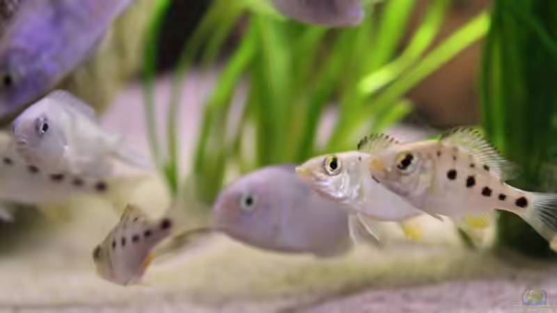 21-11-2011 von HirMat (22)