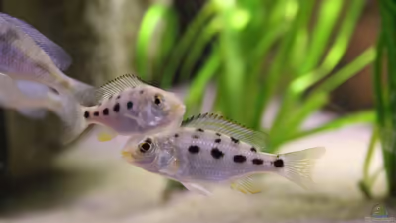 21-11-2011 von HirMat (23)