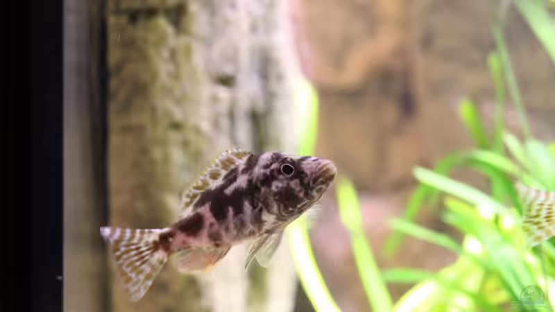 21-11-2011 von HirMat (24)