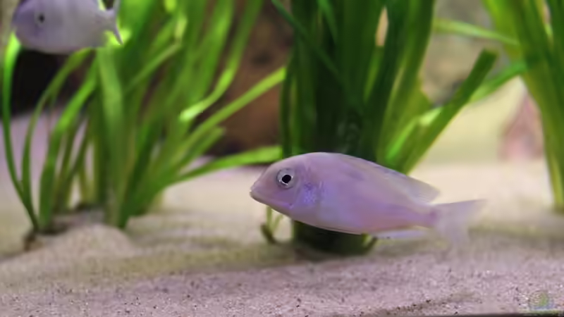 21-11-2011 von HirMat (26)