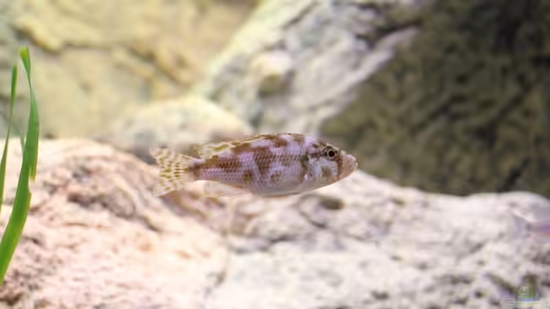 21-11-2011 von HirMat (27)