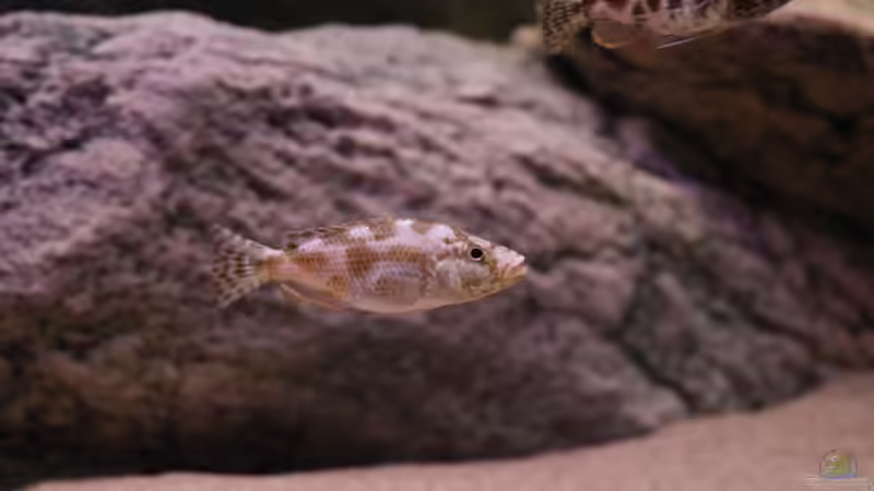 21-11-2011 von HirMat (30)