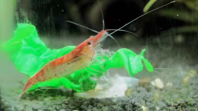 21.12.10 Beim Spinat futtern von Opodeldok (46)