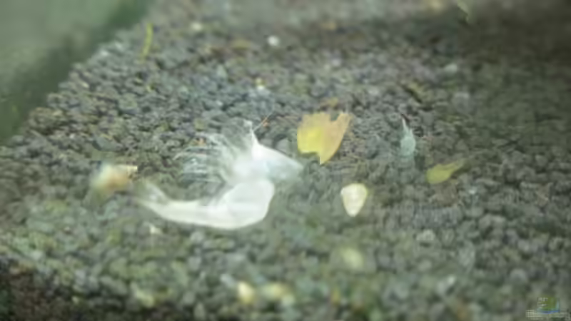 21.12.10 Garnelenhaut von Opodeldok (45)