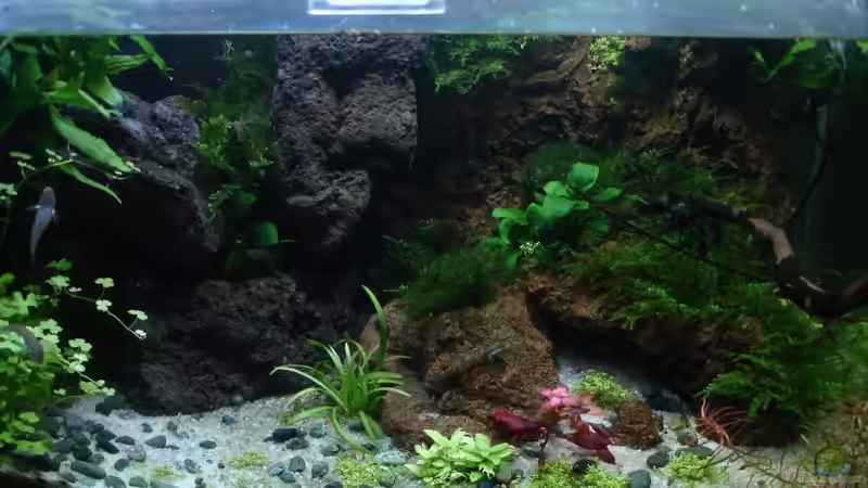 21.12.14 von Grünhexe (5)