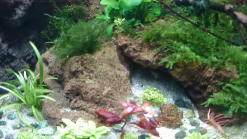 21.12.14 von Grünhexe (6)