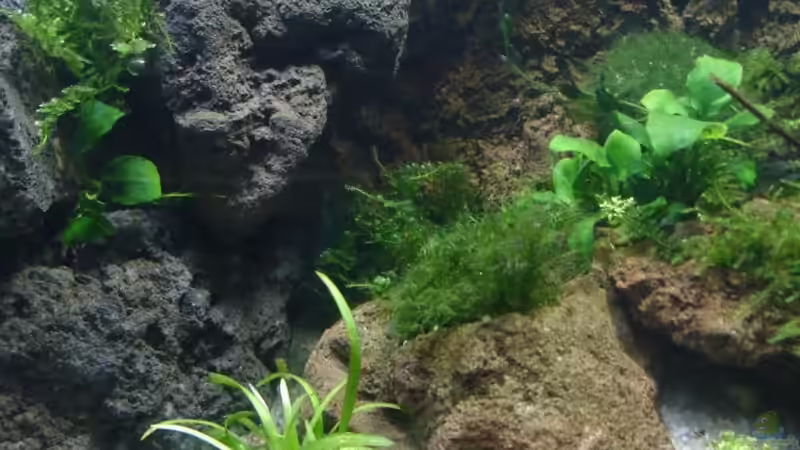 21.12.14 von Grünhexe (7)