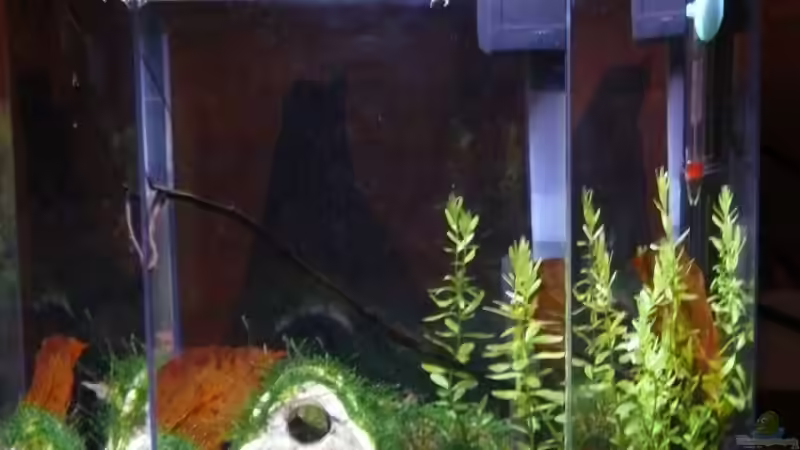 21.12.2008 von Bunter Fisch (5)