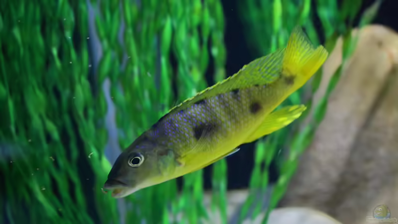 21.12.2013 von Klaus Lischka (11)