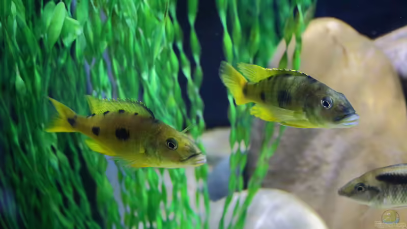 21.12.2013 von Klaus Lischka (12)