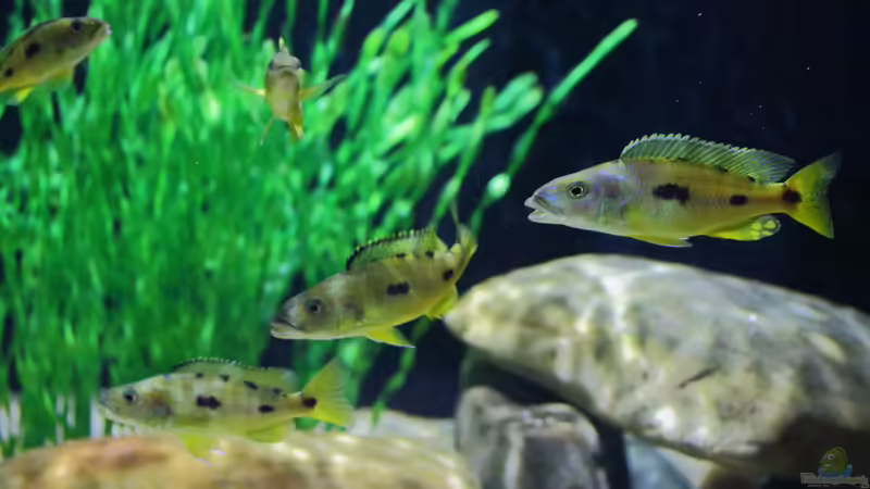 21.12.2013 von Klaus Lischka (15)