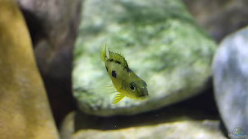 21.12.2013 von Klaus Lischka (18)