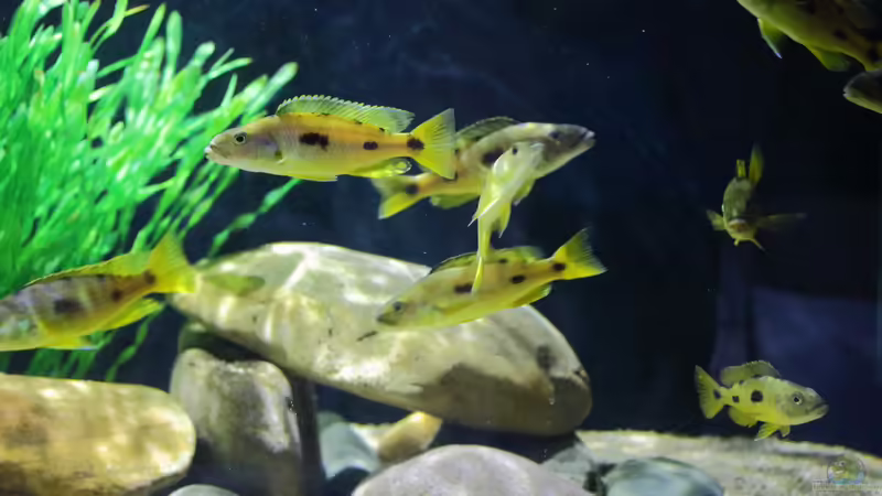 21.12.2013 von Klaus Lischka (19)