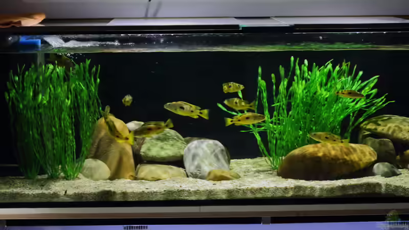 21.12.2013 von Klaus Lischka (4)