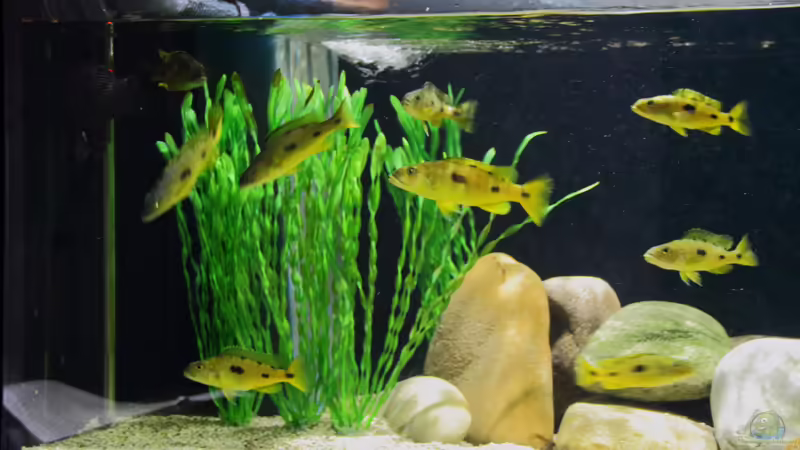 21.12.2013 von Klaus Lischka (8)