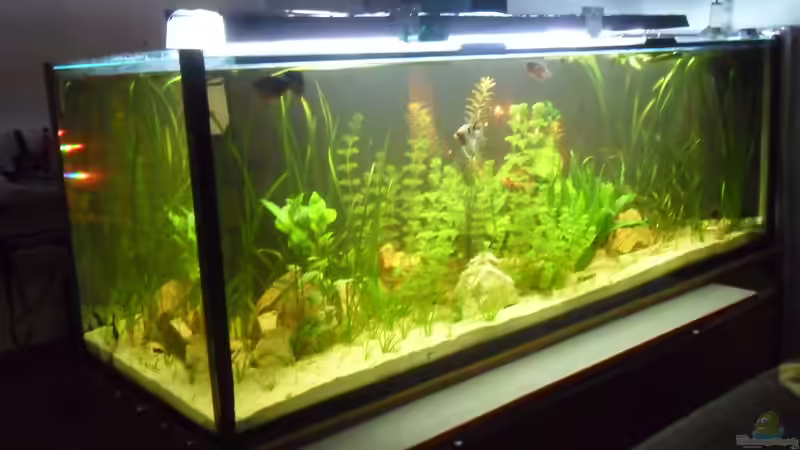 21.12.2015 von kleines becken (4)