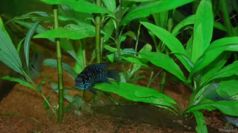 21.3. Dieser Barsch ist hingegen blauer geworden und es hat sich heraus gestellt, von Jan16 (34)