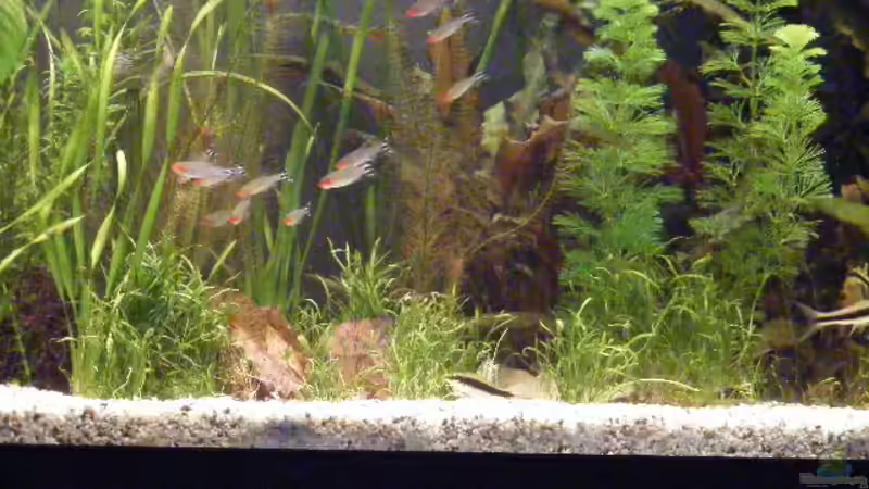 21.3.09 von Krätzchen (27)