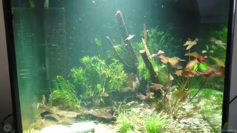 21.Oktober 2011 - Kahlschlag & Neugestaltung von koba2 (3)