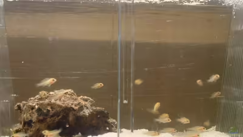 21,st.  Yellow  01,2008 ,  von lucky-luke.ch (39)