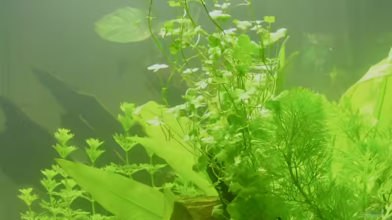 Cardamine lyrata im Aquarium pflegen (Einrichtungsbeispiele für Japanisches Schaumkraut)