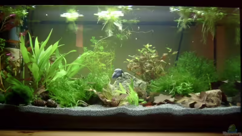 22.02.2008 von Jacy (4)