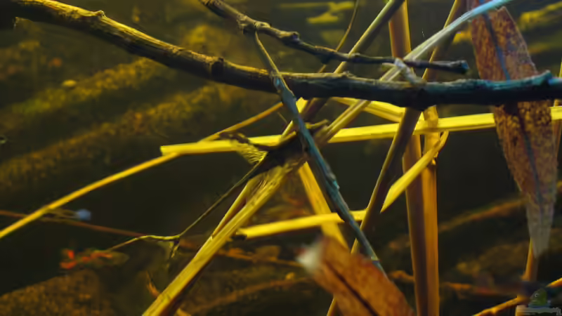 22.02.2015 von der Theoretiker (60)