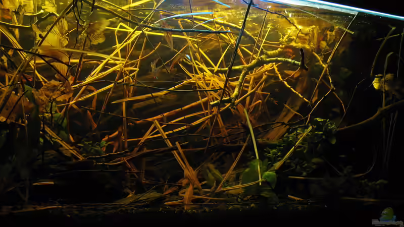 22.02.2015 Wildnis von links von der Theoretiker (26)