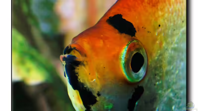 22.03.13 - Chef von Ralf64 (55)