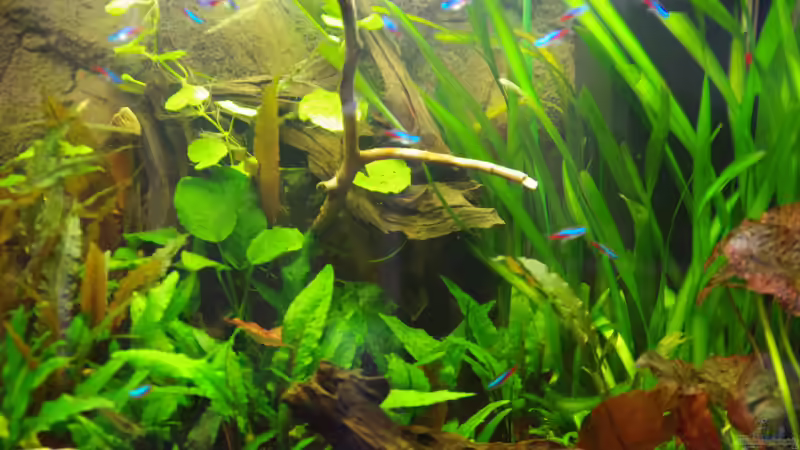 22.03.14 So langsam wird es. von Herr H. (7)