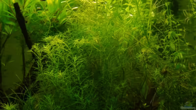 22.03.2009 von Freibel (3)