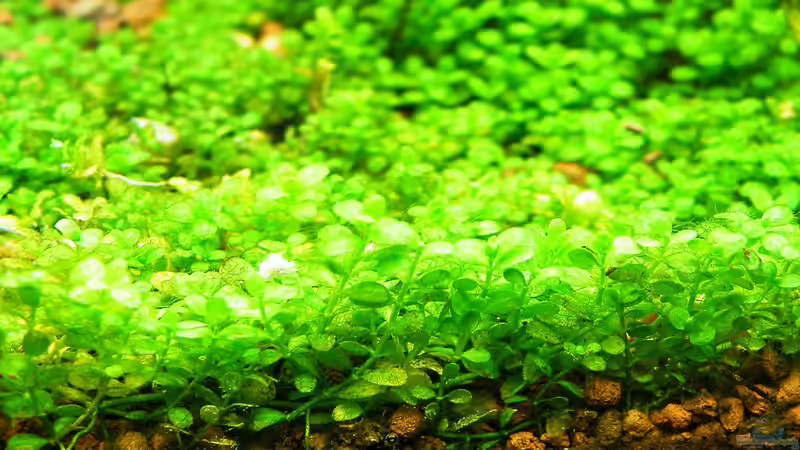 22.03.2010 - Der Perlenkrautteppich von bergfrau (20)