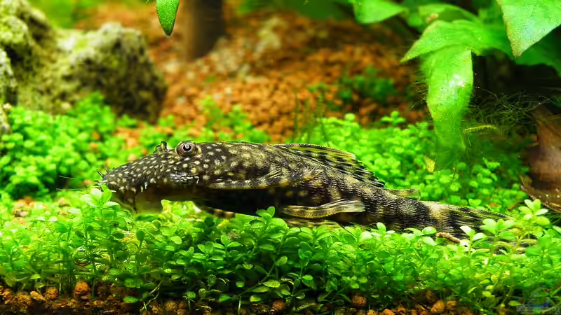 22.03.2010 - Heut war Foto-Termin für Knut von bergfrau (48)