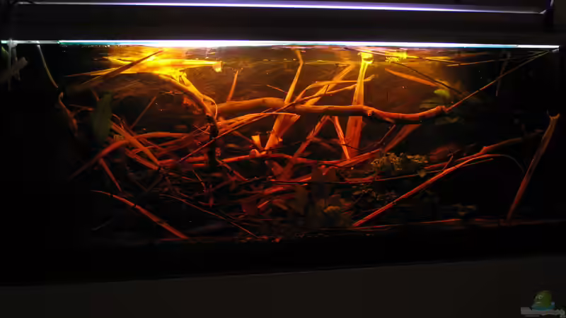 22.04.2015 Trotz Wasserwechsel noch dunkler als zuvor von der Theoretiker (21)