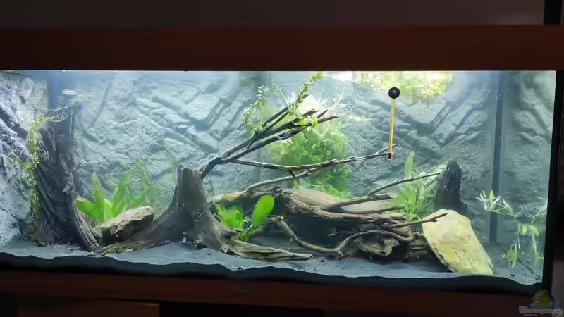 22.04.2021 erste Pflanzen sind eingezogen. von stephan-k (9)