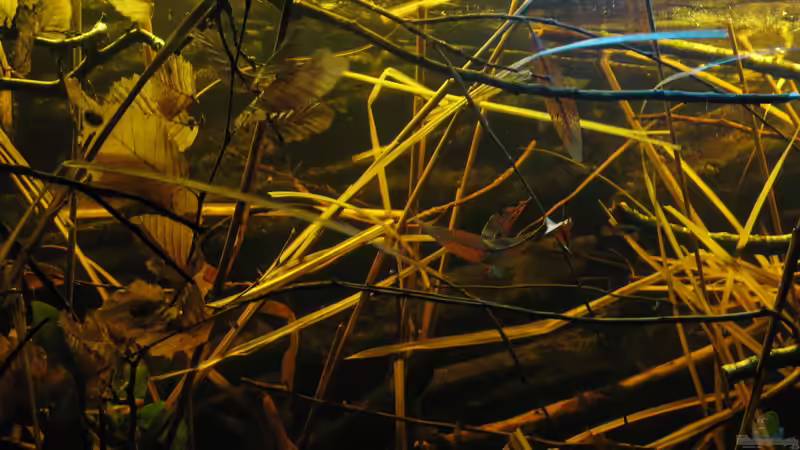 22.052.2015 Gewirr links von der Theoretiker (27)