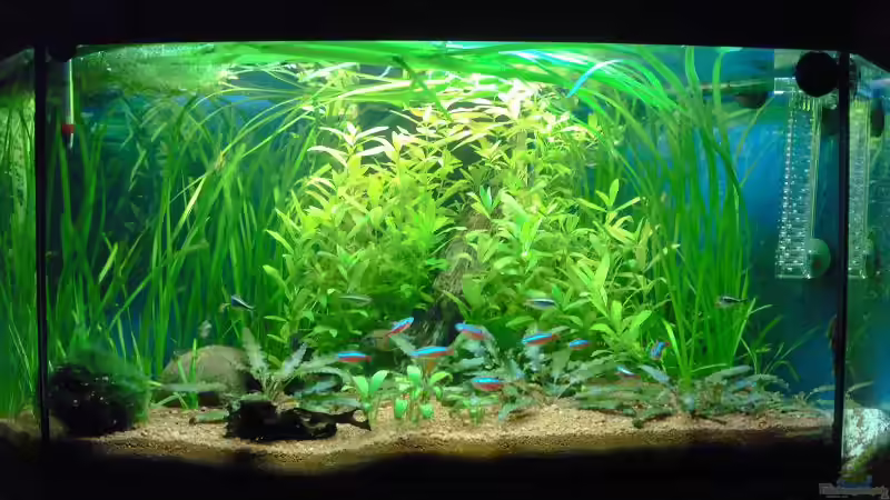 22.06.10 von Andy_daHousecat (7)