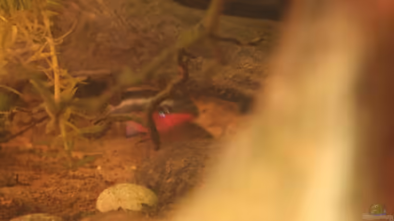 22.06.2013 - Der pulcher-Bock beim Hüten der Kleinen, diese weiden gerade an der von db (49)