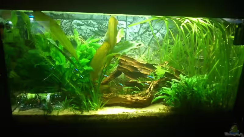 22.07.14 von Dirri S (6)