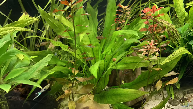 22.07.2020 von Fäbi_CH (17)