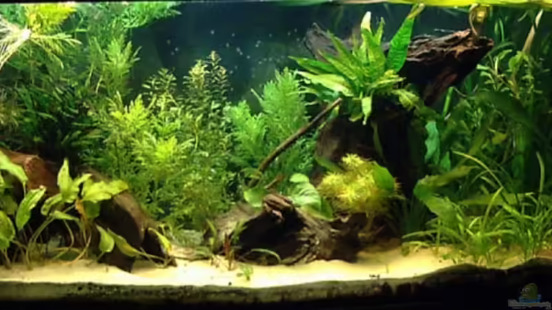 22.08.09 von Mario74 (9)