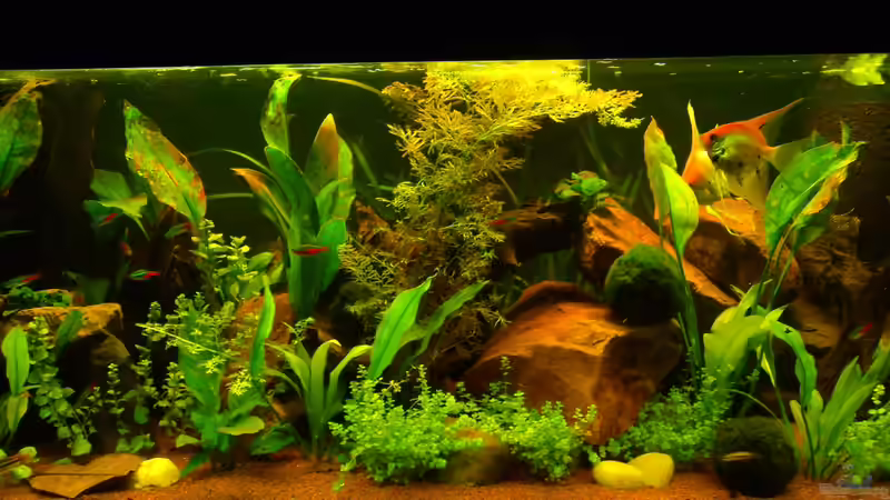 22.08.2012 von ChillingTurtle (6)