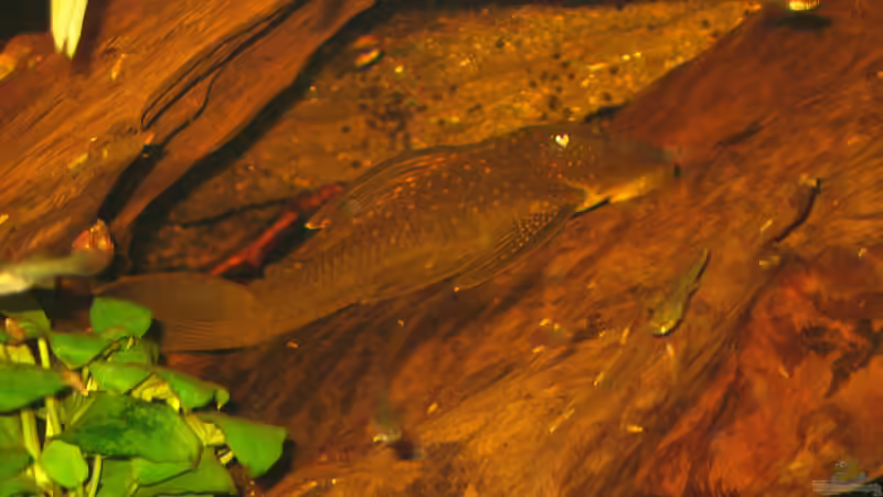 22.08.2014 von der Theoretiker (66)